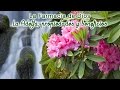 Enfermedades Arbustos Ornamentales