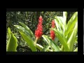 Arbustos Ornamentales En Costa Rica
