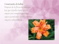 Plantas Ornamentales Bulbosas