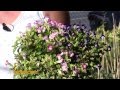Plantas Ornamentales De Sol En Venezuela