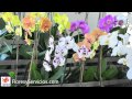 Arreglos Florales Guaynabo Puerto Rico