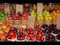 Plantas Curativas Antiinflamatorias
