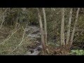 Arboles Frutales Medicinales