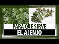 Plantas Curativas En La Biblia