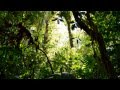 Plantas Y Flores Ornamentales Costa Rica