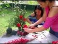 Lista De Plantas Ornamentales En Nicaragua
