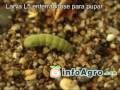 Plantas Ornamentales Verdes