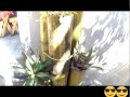 Decoracion De Jardines Con Bambu