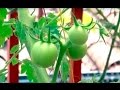 Historia De Las Plantas Ornamentales En Colombia