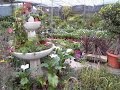 Plantas Ornamentales De Bolivia