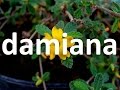 Plantas Curativas Mexicanas