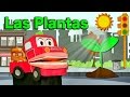 Que Funcion Tienen Las Plantas Ornamentales