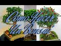 Venta De Semillas De Arboles Frutales