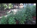 Viveros De Plantas Ornamentales Y Frutales
