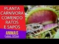 Como Son Las Plantas Carnivoras Wikipedia