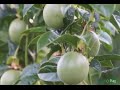 Taxonomia De 15 Arboles Frutales