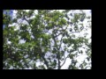 Tipos De Arboles Frutales En Costa Rica