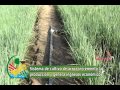 Sistemas De Riego Bajo Tierra