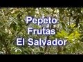 Arboles Frutales De El Salvador