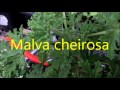 Plantas Ornamentales Sinteticas
