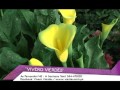 Decoracion De Jardines Tropicales