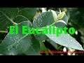 Plantas Curativas Para Los Bronquios