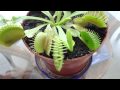 Plantas Carnivoras En Accion