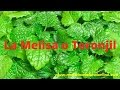 Plantas Curativas Y Para Que Sirven