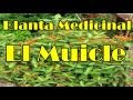 Plantas Curativas Y Sus Propiedades