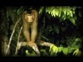 Plantas Carnivoras Zonas Tropicales