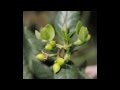 Plantas Curativas Boldo
