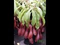 Plantas Carnivoras Tipos Y Cuidados