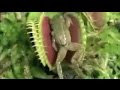 Que Animales Se Comen A Las Plantas Carnivoras