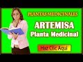Plantas Curativas Y Para Que Sirven