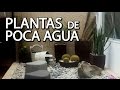 Plantas Ornamentales Nativas Del Peru