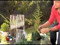 Plantas Ornamentales Japonesas