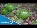 Plantas Curativas Y Para Que Sirven
