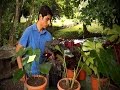 Que Son Los Huertos Familiares Wikipedia