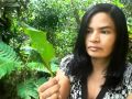 Plantas Curativas En Bolivia
