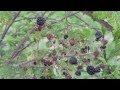 Arboles Frutales Silvestres