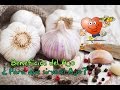Plantas Curativas Y Sus Propiedades