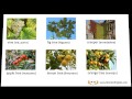 Arboles Frutales Ingles