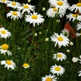 Plantas Ornamentales Para Jardineria