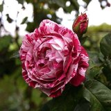 Plantas Ornamentales Jardin