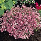 Plantas Ornamentales Para Jardin