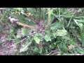 Plantas Curativas Y Sus Propiedades