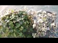 Plantas Ornamentales Hiedra