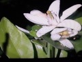 Arboles Frutales Y Sus Flores