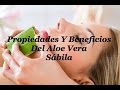 Plantas Curativas Aloe Vera