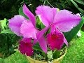Sistemas De Riego Para Orquideas